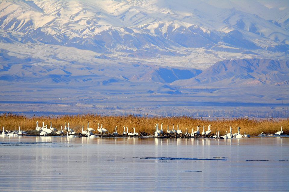 Фото — На Иссык-Куль прилетели погостить краснокнижные лебеди