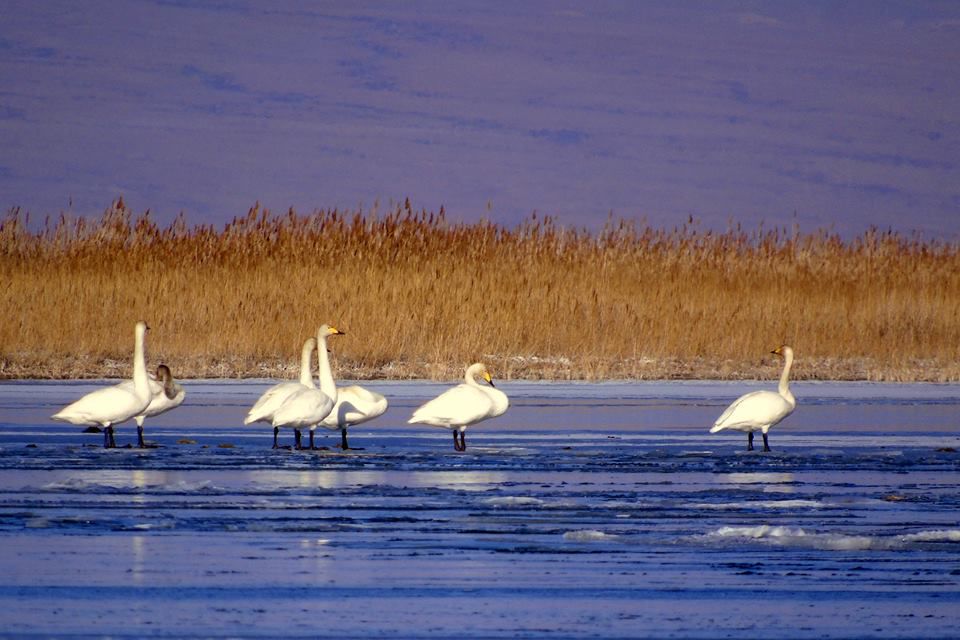 Фото — На Иссык-Куль прилетели погостить краснокнижные лебеди