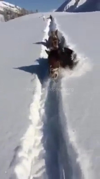 Выпавший снег в Тогуз-Тороузском районе затруднил передвижение скота из гор в село (видео)