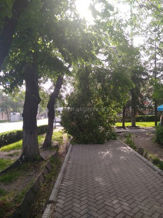 Сломанная ветка дерева на Манаса-Московской убрана
