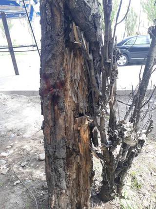 «Зеленстрой» производит обрезку деревьев в мкр Джал на основании акта