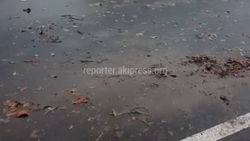 После ярмарки на улице Торокула Айтматова оставили мусор (видео)