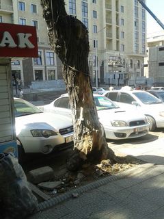 Читатель просит спилить на ул.Гоголя в Бишкеке прогнившее дерево (фото)