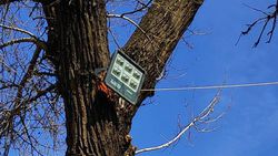 На Жибек-Жолу и Курманжан-Датка к дереву прикрутили прожектор,- бишкекчанин (фото)