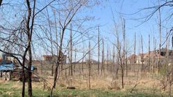 На Ч.Айтматова-Ы.Абдрахманова рубят молодые деревья, которые остались без полива и засохли (фото)