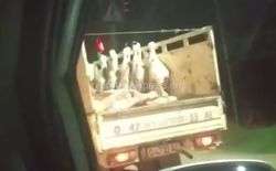 Бишкекчанин жалуется: Почему мясо перевозят в грязном грузовике? <i>(видео)</i>
