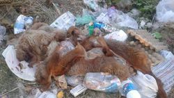 В парке имени Ататюрка лежит мусор и шкура животного (фото)