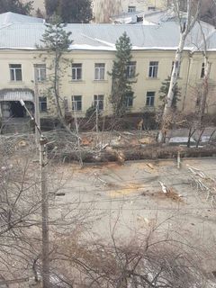 В Бишкеке на участке ул.Тыныстанова идет вырубка деревьев (фото)