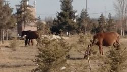В центральном парке Чолпон-Аты пасутся лошади <i>(фото)</i>