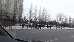 Бишкекчанка жалуется на лошадей в Асанбае. Фото