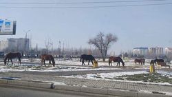 Табун лошадей на улицах Бишкека. Лошади теперь гуляют в парке Ынтымак.<b>Фото</b>