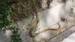В 7 мкр жители обнаружили змею. Видео