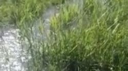 В селе Кок-Добо вода из канала топит поля. Видео