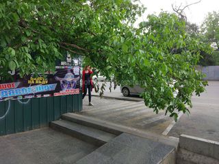 Ветки дерева на участке ул.Токтогула мешают пешеходам, - бишкекчанин (фото)