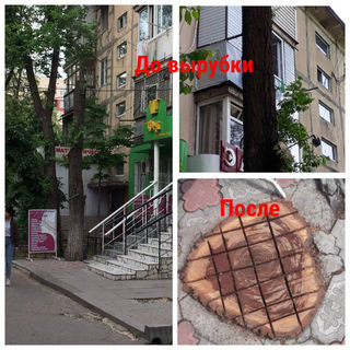 Законно ли спилили дерево возле дома №47 в 4 мкр? - бишкекчанин (фото)