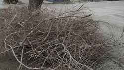 Зачем на Жукеева-Пудовкина обрезали кроны деревьев? Фото горожанина Александра