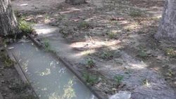 Затопления тротуара поливной водой нет, - мэрия о поливе на Жукеева-Пудовкина