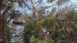 На Малдыбаева висит сломанная ветка дерева. Фото