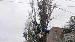 «Бишкекзеленхоз» провел обрезку сухого дерева в 7 мкр. Фото