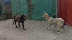 Горожанин жалуется на собак в Почтовом переулке. Фото