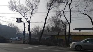 «Бишкекзеленхоз» не убрал спиленные ветки на Лермонтова из-за поломки машины, - мэрия