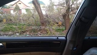 «Бишкекзеленхоз» не выдавал разрешения на обрезку деревьев в Бакай-Ате