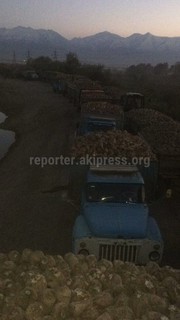 У ворот Каиндинского сахарного завода образовалась километровая очередь из грузовых авто <i>(фото, видео)</i>