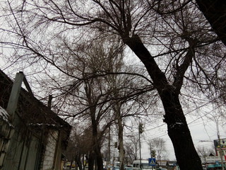 «Зеленстрой» так и не убрал аварийные деревья на проспекте Дэн Сяопина, - читатель (фото)