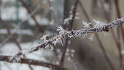 Фото — Художество природы. Невероятная красота зимних деревьев в Бишкеке