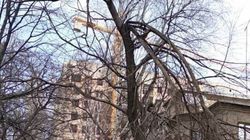 На улице Раззакова возле дома №7 сухое дерево может упасть, - бишкекчанин (фото)