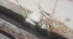 На Бакаева– Айни в арыке третий день лежит мертвая кошка (фото)