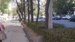 В Бишкеке на улице Киевской не поливают деревья и кусты (фото)