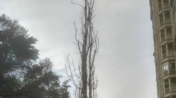 На Элебаева - Кулатова возле тротуара стоит сухое дерево (видео)