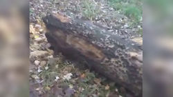 В жилмассиве Ак-Тилек падают деревья (видео)