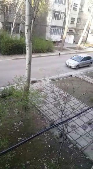 Житель Бишкека опасается бродячих собак в мкр Восток-5 (видео)