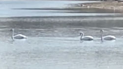 На озеро вблизи села Долон в Иссык-Кульской области прилетела стая лебедей