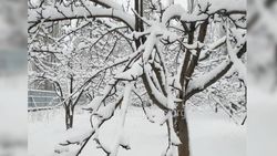 Жители Таласа прислали фото выпавшего снега