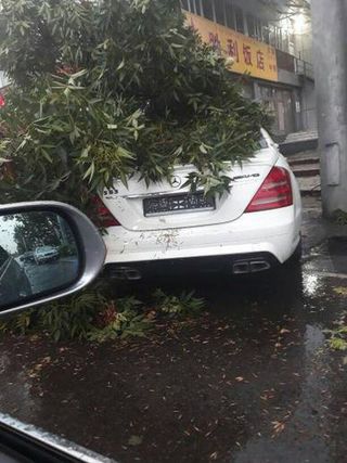 «Бишкекзеленхоз» не нашел на месте машину, на которую упала ветка во время сильного ветра