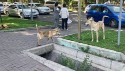 Бишкекчанка жалуется на собак в центре города. Фото