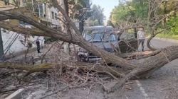 На Молодой Гвардии дерево упало на дорогу и едва не придавило авто. Видео
