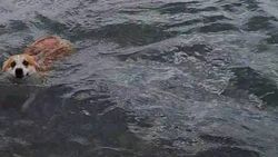 Можно ли в озере Иссык-Куль купать собак? Фото отдыхающей