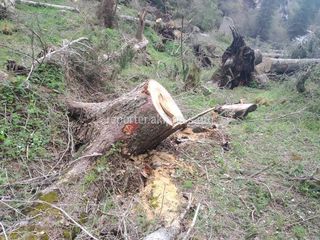 Информация о вырубке деревьев в Григорьевском ущелье не подтвердилась