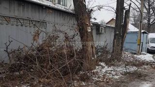 «Бишкекзеленхоз» уберет ветки на Некрасова, оставшиеся после вырубки