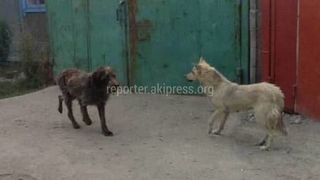 «Тазалык» проведет разъяснительные работы с хозяевами собак в Почтовом переулке