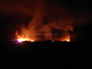 У озера Иссык-Куль за селом Сары-Камыш сгорело 12 гектаров облепихи <b><i>(фото,видео)</i></b>