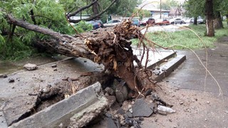 На проезжую часть ул.Ташкенсткой, рядом с офисом «Зеленстрой» Бишкека, <b>упало дерево</b> <i>(фото, видео)</i>