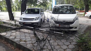 Большая сухая ветка упала рядом с машинами, пострадавших нет, - читатель (фото)