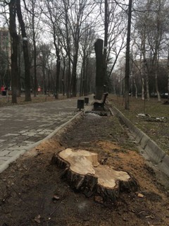 На Эркиндик-Московской городские службы снесли дерево (фото)