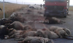 Фура наехала на перегоняемый скот. Погибли около сотни баранов <b><i>(осторожно, фото)</i></b>