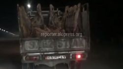 В Бишкеке водитель грузовика перевозил разделанные туши КРС в кузове, - читатель <i>(видео)</i>